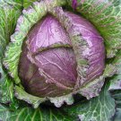 Italian 20Cabbage Violaceo Di Verona Seeds
