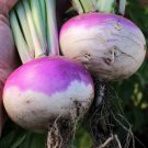1000 Purple Top White Globe Turnips Seeds