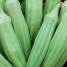 100 Long Pot Green Okra Seeds