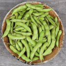 50 Chiba Green Soybean Seeds