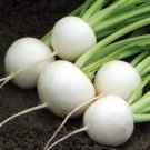 500 White Egg Turnip Seeds