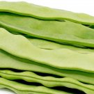 50 Romano 14 Bush Beans Seeds