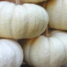20 Mini Baby Boo White Pumpkins Seeds