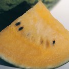 10 Orange Orchid Watermelon Seeds