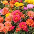 200 Double Portulaca Mix Moss Rose Seeds
