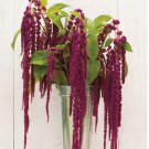 1000 Amaranth Love Lies Bleeding Seeds