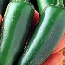 100 Jalapeno Hot Pepper Seeds