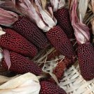 50 Cherry Berry Popcorn Seeds