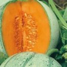20 French Melon Aspire Seeds