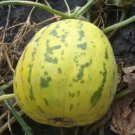 50 Chinese Melon Wah Mibao Seeds