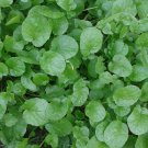 500 Herb Upland Cress Seeds