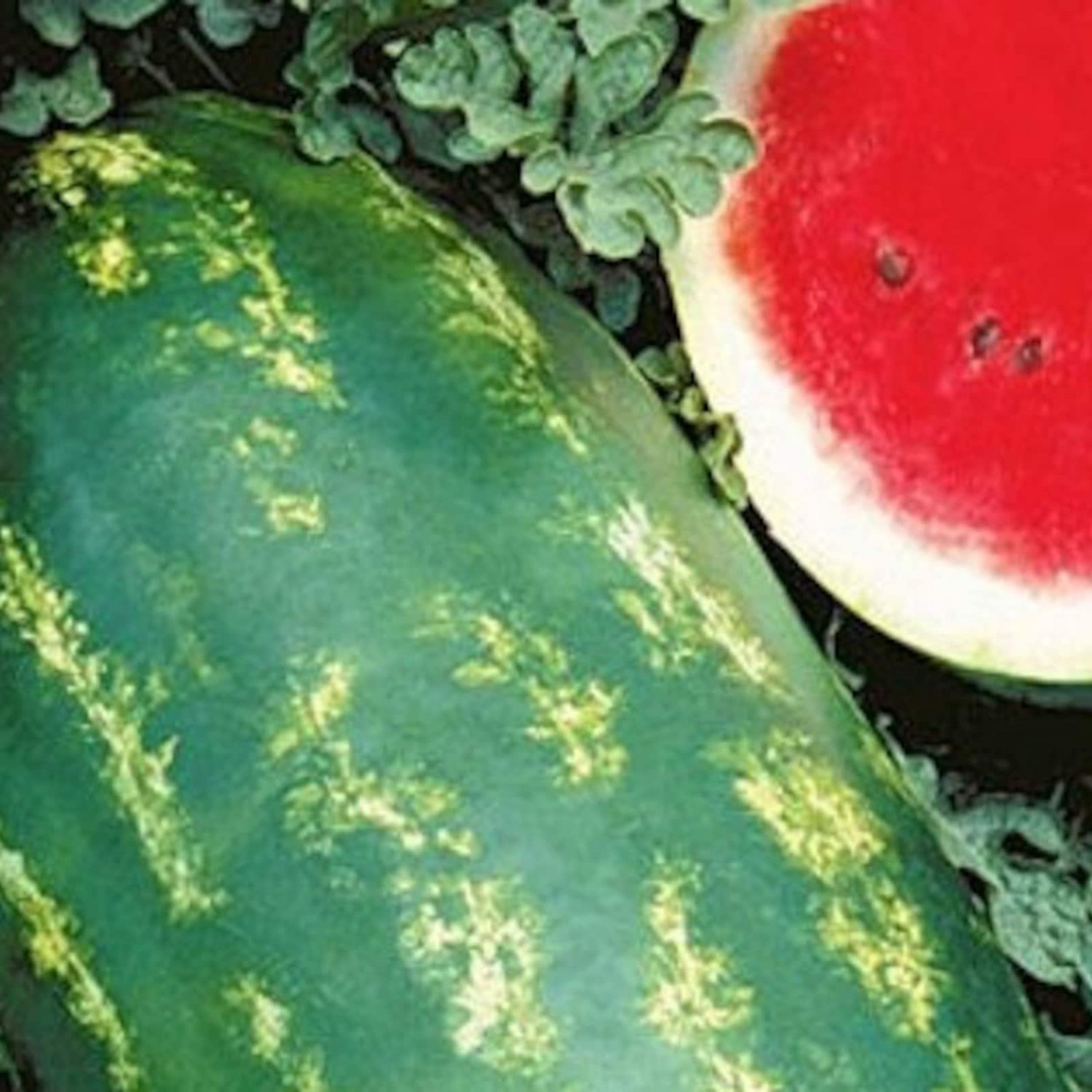10 Starbrite Watermelon Seeds
