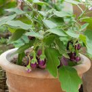 50 Patio Purple Eggplant Bush Seeds