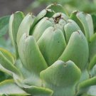 20 Green Globe Artichoke Seeds