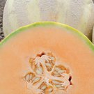 10 French Melon Oui Hybris Seeds