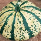 20 Summer Squash Partial Eclipse Seeds