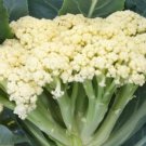 50 Chinese Cauliflower Song Tjs65 Seeds