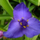 50 Virginia Spiderwort Wild Flower Seeds