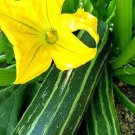 50 Italian Cocozelle Summer Squash Seeds
