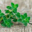 500 Herb Greek Oregano Seeds