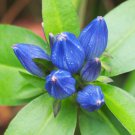 200 Bottle Gentian Wildflower Seeds