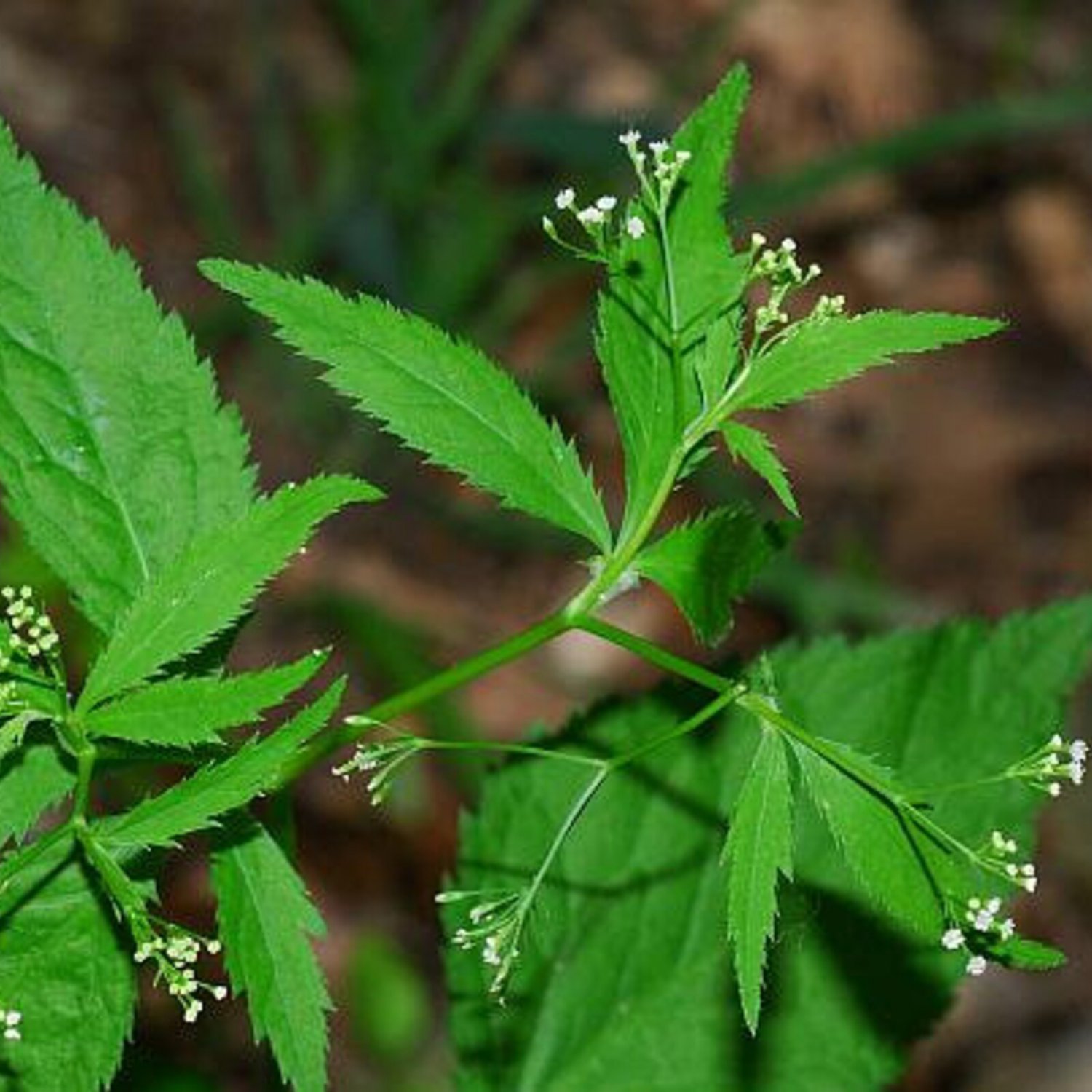 50 Honewort Seeds