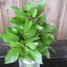 500 Herb Cinnamon Basil Seeds