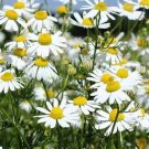 1000 Common German Chamomile Seeds