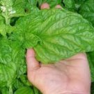 200Herb Italian Large Leaf Basil Seeds