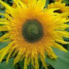 20 Sunflower Starburst Greenburst Dmr Seeds