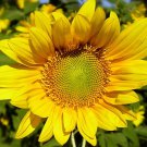 20 Apricot Daisy Sunflower Seeds