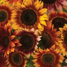 50 Autumn Beauty Sunflower Seeds