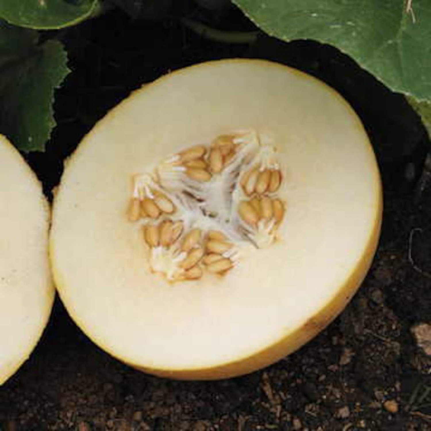 10 Kredo Melon Seeds