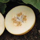 10 Kredo Melon Seeds