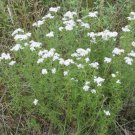 100 Slender Mountain Mint Seeds