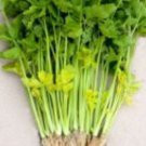 1000 Chinese Celery Yellow Stem Seeds