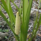 100 Sweet Flag Seeds