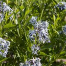 20 Ozark Bluestar Wild Flower Seeds