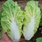 50 Taiwan Pak Choi Qd2 Express Seeds