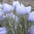 20Pasque Flower Seed Wild Flower