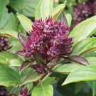 500 Herb Siam Queen Basil Seeds