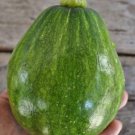 20 Korean Teot Bat Put Summer Squash Seeds Organic