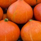 10 Japanese Red Kuri Squash Seeds