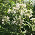 100 Hairy Mountain Mint Seeds