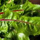 50 Italiko Red Italian Dandelion Seeds