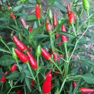 100 Thai Pepper Garden Bird Seeds