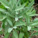 100 Herb Broadleaf Sage Seeds