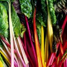 500 Rainbow Swiss Chard Seeds