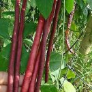 20Yard Long Bean Purple Mart Seeds