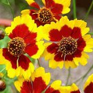500 Bird Butterfly Wildflower Seed Mix